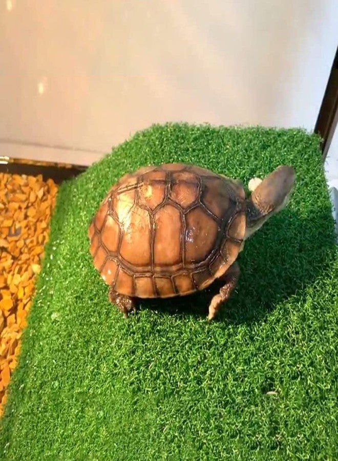 HIERYAN Turtle Basking Platform, Tortoise Ramp Reptile Tank Ladder Resting Terrace, Tortoise Ramp Reptile Ladder Resting Terrace Fish Tank Aquarium Turtle Dock Floating Décor, Large - Image 3